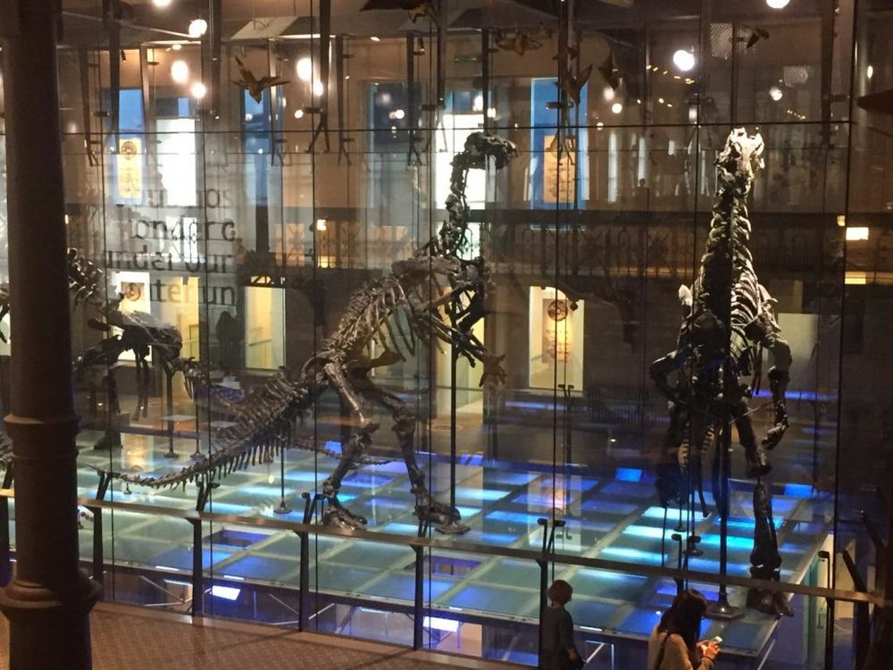 Muséum des Sciences naturelles – photo 5, salle de séminaire à Bruxelles